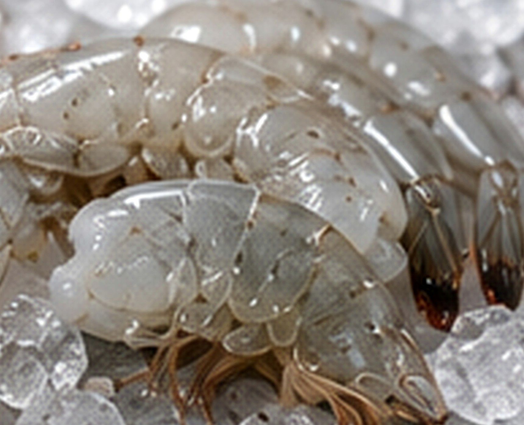 Headless shell-on Vannamei shrimp arranged over ice